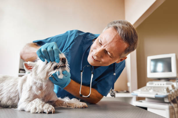 Best Same-Day Emergency Dental Services in Ravensworth, VA